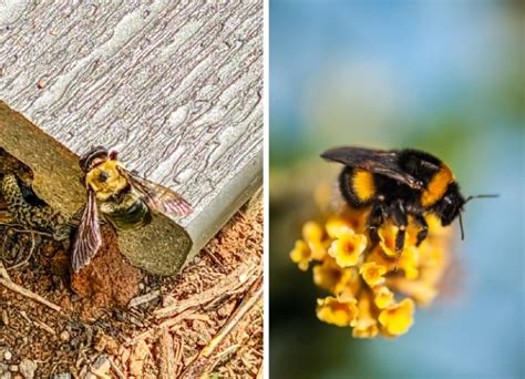 Carpenter Bee Vs Bumblebee