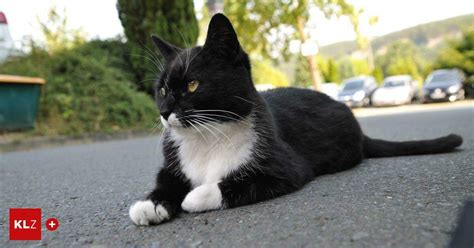 Lebensmittelmarkt Als Nachbar Fehlalarm Durch Katze Muss Der