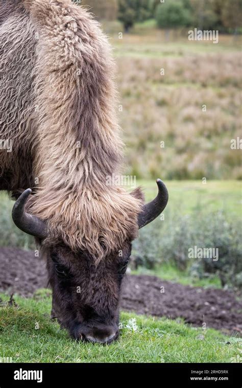 European Bison Bison Bonasus In Highland Wildlife Park Stock Photo