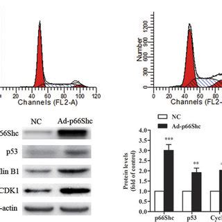 66Shc Induced MCF 7 Cell Cycle Arrest At The G2 M Phase MCF 7 Cells