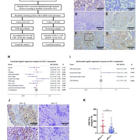 Correlation Between Pd L1 Expression Cd8 Til Tumor Infiltrating