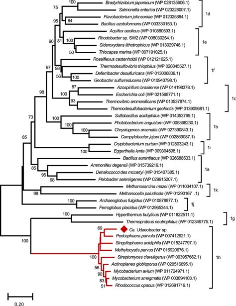 Phylogenetic Tree Based On The Amino Acid Sequence Of 41 Large Subunits