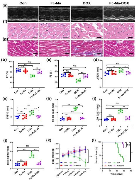 Fc Ma Dox Alleviates Doxorubicin Induced Cardiomyopathy In Vivo A