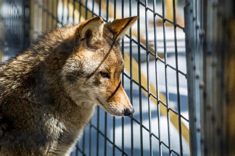 Premium Photo Close Up Of Coyote In Cage
