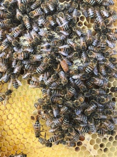 Texas Beekeeping 101