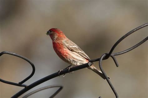 House Finch | Einzigartige tiere, Tiere