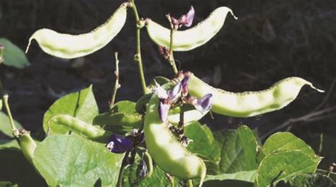 Lablab Bean A Good Forage Crop For Livestock The Sunday Mail