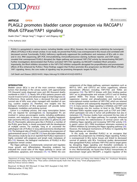 PDF PLAGL2 Promotes Bladder Cancer Progression Via RACGAP1 RhoA