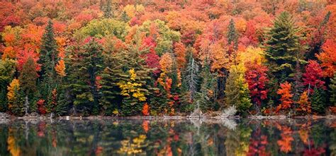 Best spots for colourful fall leaves in Canada | Canadian Immigrant