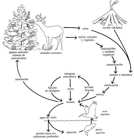 Ciclo Del Nitrogeno Para Colorear Imagui