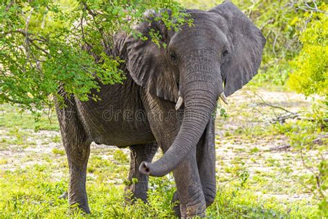 Gran Cinco Elefante Africano Kruger Parque Nacional Safari Sudáfrica