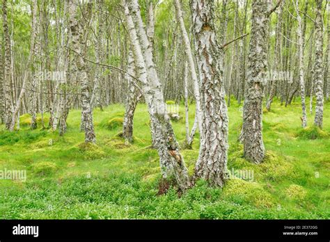 Birch Forest Hi Res Stock Photography And Images Alamy