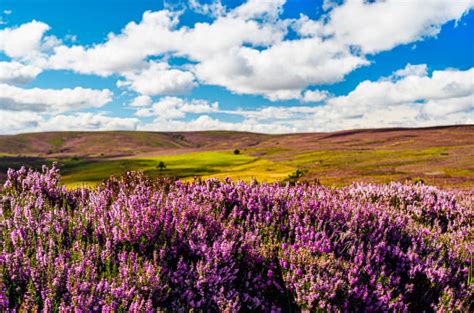 Scottish Heather Stock Photos Pictures And Royalty Free Images Istock