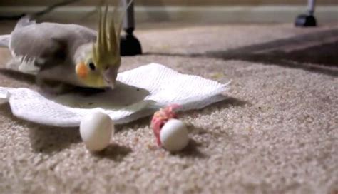 Baby Cockatiel's First 30 Days Of Life Recorded In Fascinating Video