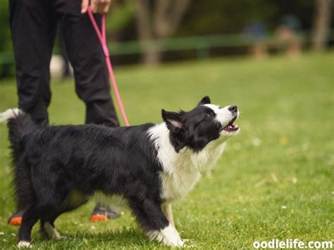 Are Female Border Collies Territorial