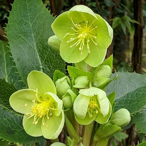 Helleborus Argutifolia Hellebore Argutifolius Corsican Hellebore