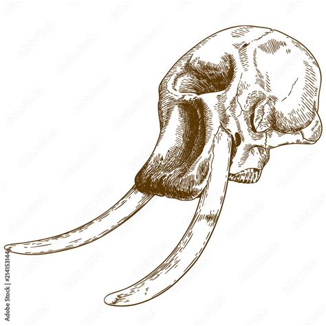 engraving drawing illustration of mammoth skull Stock Vector | Adobe Stock