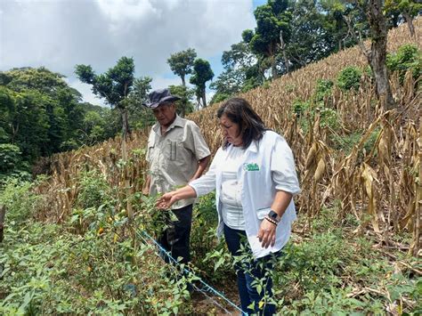 Directora De Pro Vida Visita Cultivos De Agricultores De Subsistencia