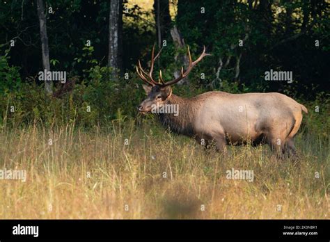 Elk Great Smoky Mountains National Park Hi Res Stock Photography And