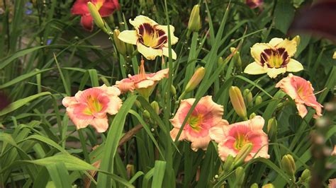 Wallpaper Flowers Garden Green Daylily Lilies Flower Flora