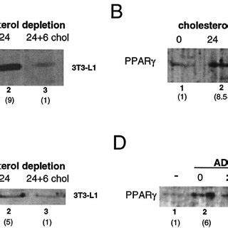 Cholesterol Depletion Induces Ppar Expression A Western Blot