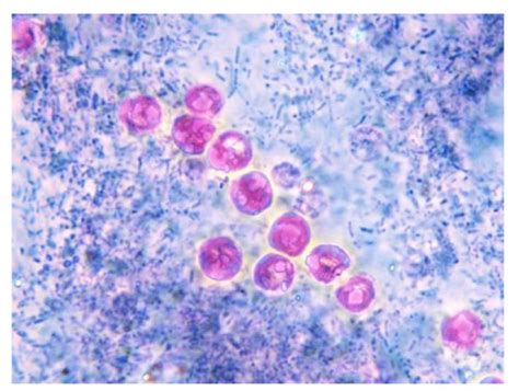 Parasitology Week 3 Review Flashcards Quizlet