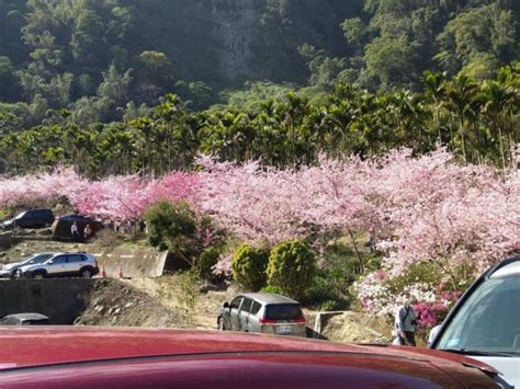 雲林草嶺櫻花盛開遊客爆量 縣府加開台灣好行賞櫻專車 Yahoo奇摩時尚美妝