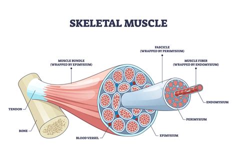 Skeletal Muscle Structure With Anatomical Inner Layers Outline D