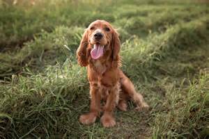 dog breeds  long ears    love