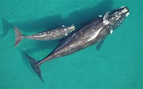 Animales del Mar Argentino Coincidencias Juego educativo Biología