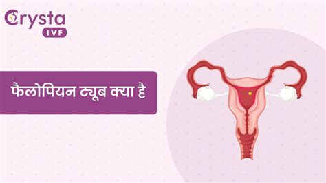 Fallopian Tube In Hindi फैलोपियन ट्यूब क्या है