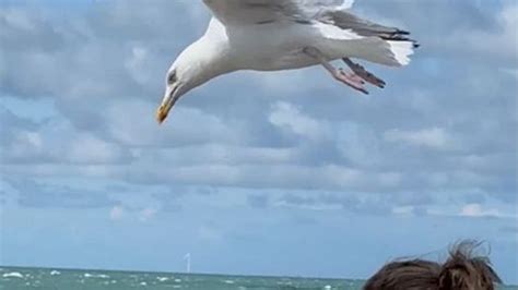 Frankreich Möwen Attacke in der Normandie Touristin verstört Video