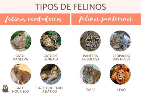 Felinos Esp Cies Mais Populares Toda Mat Ria