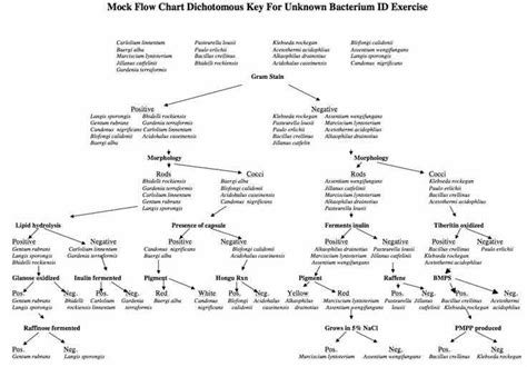 Flow Chart Microbiology Gram Negative Bacteria Flow Chart Dichotomous Key