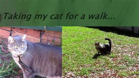 Taking My Cat For A Walk 2019 Cats Take My Pets