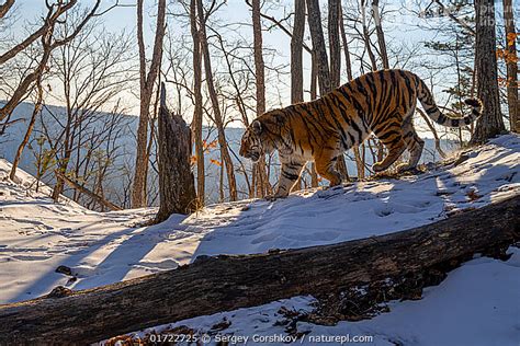 Stock photo of Siberian tiger (Panthera tigris altaica) walking down ...