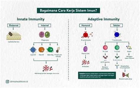 Mengenal Sistem Imun Cara Kerja Dan Cara Meningkatkannya Riset