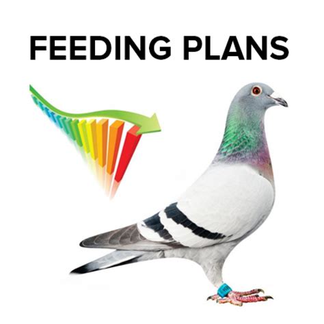 Feeding Plan News Vanrobaeys Quality Pigeon Feeds