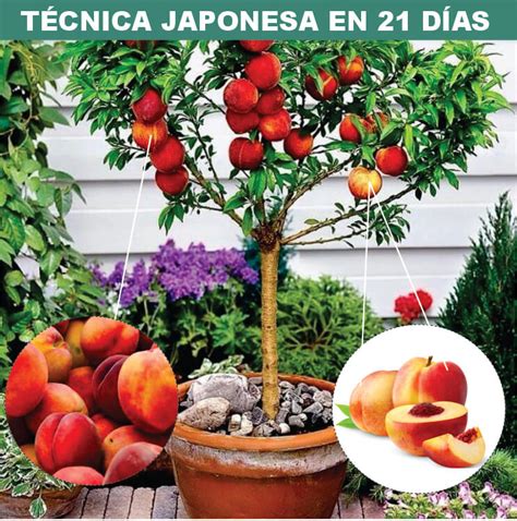 Curso Arboles Frutales En Maceta Tecnolog A Hoy