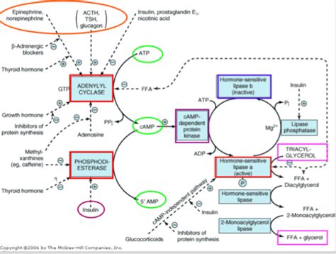 Biochem Lipids Metabolism Of Acyglycerol Lipid Transport And Storage Cholesterol Flashcards