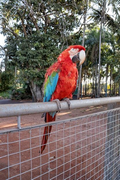 Premium Photo Adult Red And Green Macaw Of The Species Ara Chloropterus