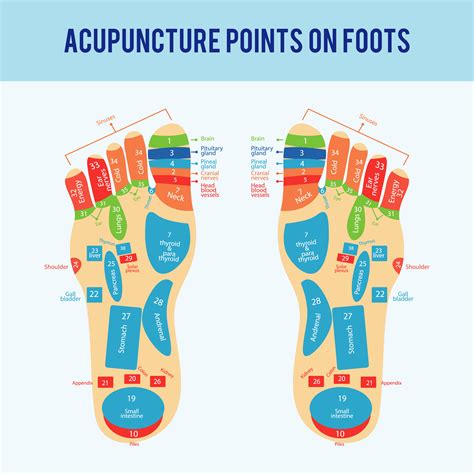 Acupuncture Foot Scheme Vector 168344 Vector Art at Vecteezy