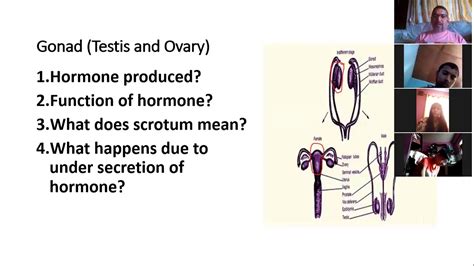 gonad youtube