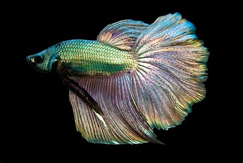 Hd Wallpaper Betta Fighting Fish Psychedelic Siamese Tropical