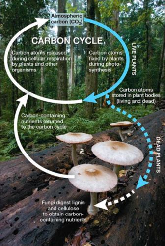 Ch Fungi Flashcards Quizlet