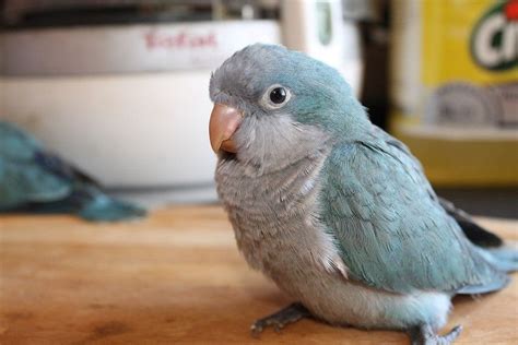 Blue Quakers Also Known As Blue Monk Parakeets Can Make Wonderful