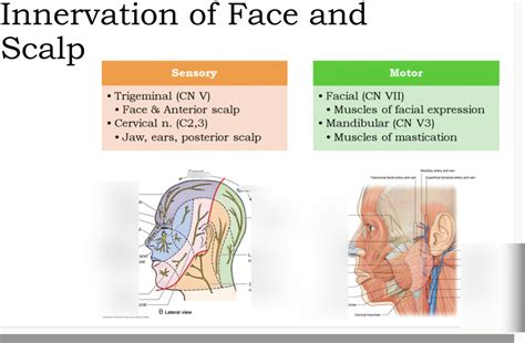 innervation of face and scalp Diagram | Quizlet