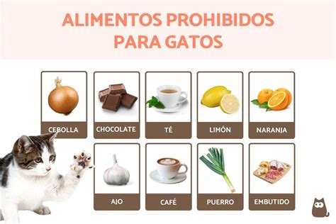 Frutas Y Verduras Recomendadas Para Gatos Lista Completa 47 Off