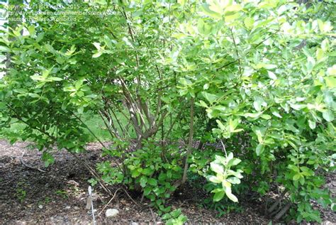 Plantfiles Pictures Salix Species American Pussy Willow Glaucous