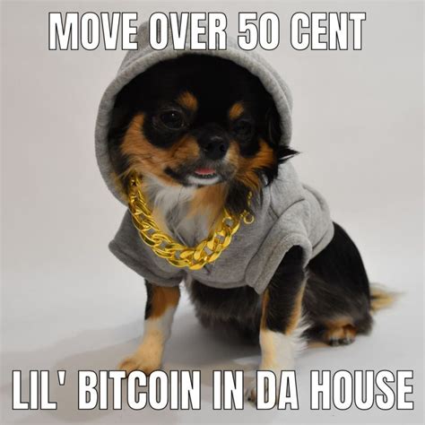47 Chihuahua Memes That Will Have You Loling Great Pet Living